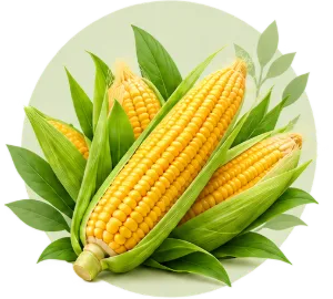 ভুট্টার বীজ